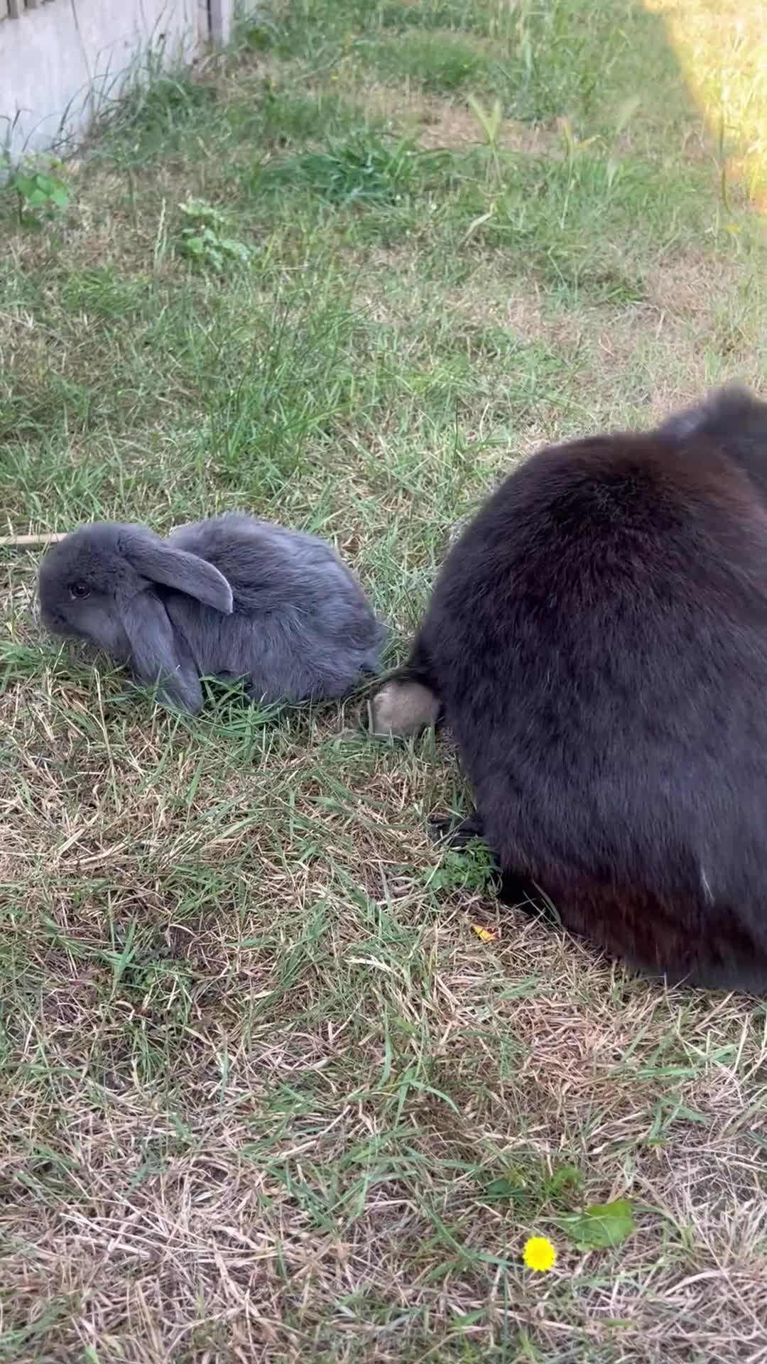 French Lop rabbits for sale: French lop bunnies  - Video 2