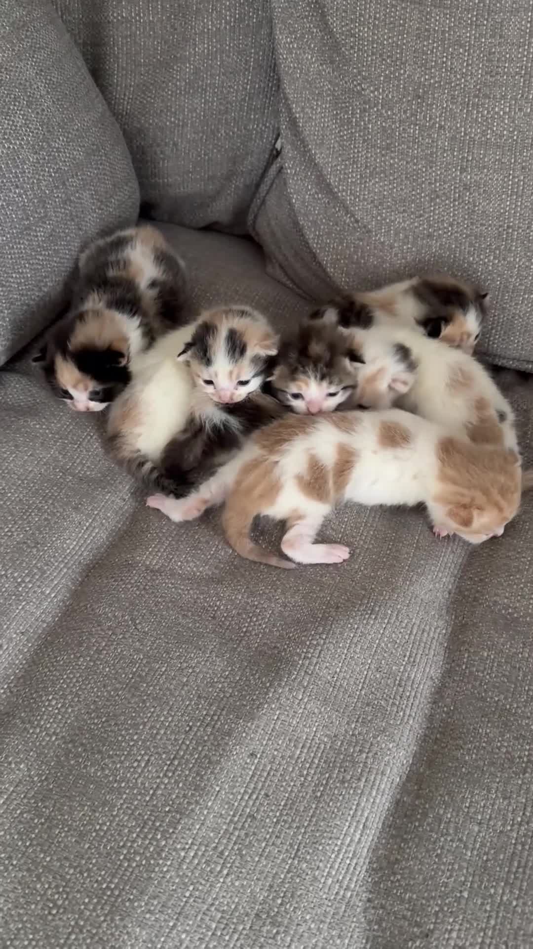 Mixed Breed cats for sale: Beautiful litter of kittens available! - Video 1