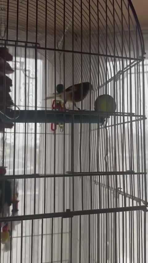 Mixed Breed birds for sale: Goldfinch mule  - Video 1