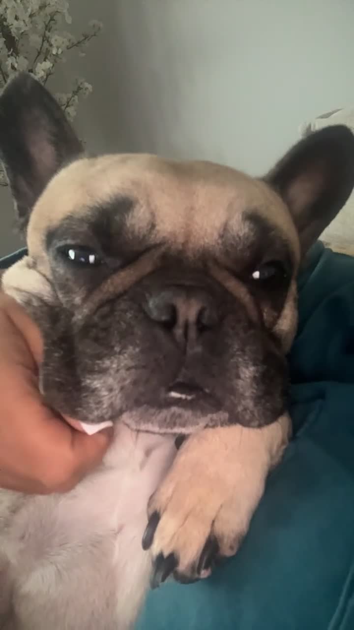 French Bulldog dogs for sale: Loving Home Wanted - Frenchie  - Video 2