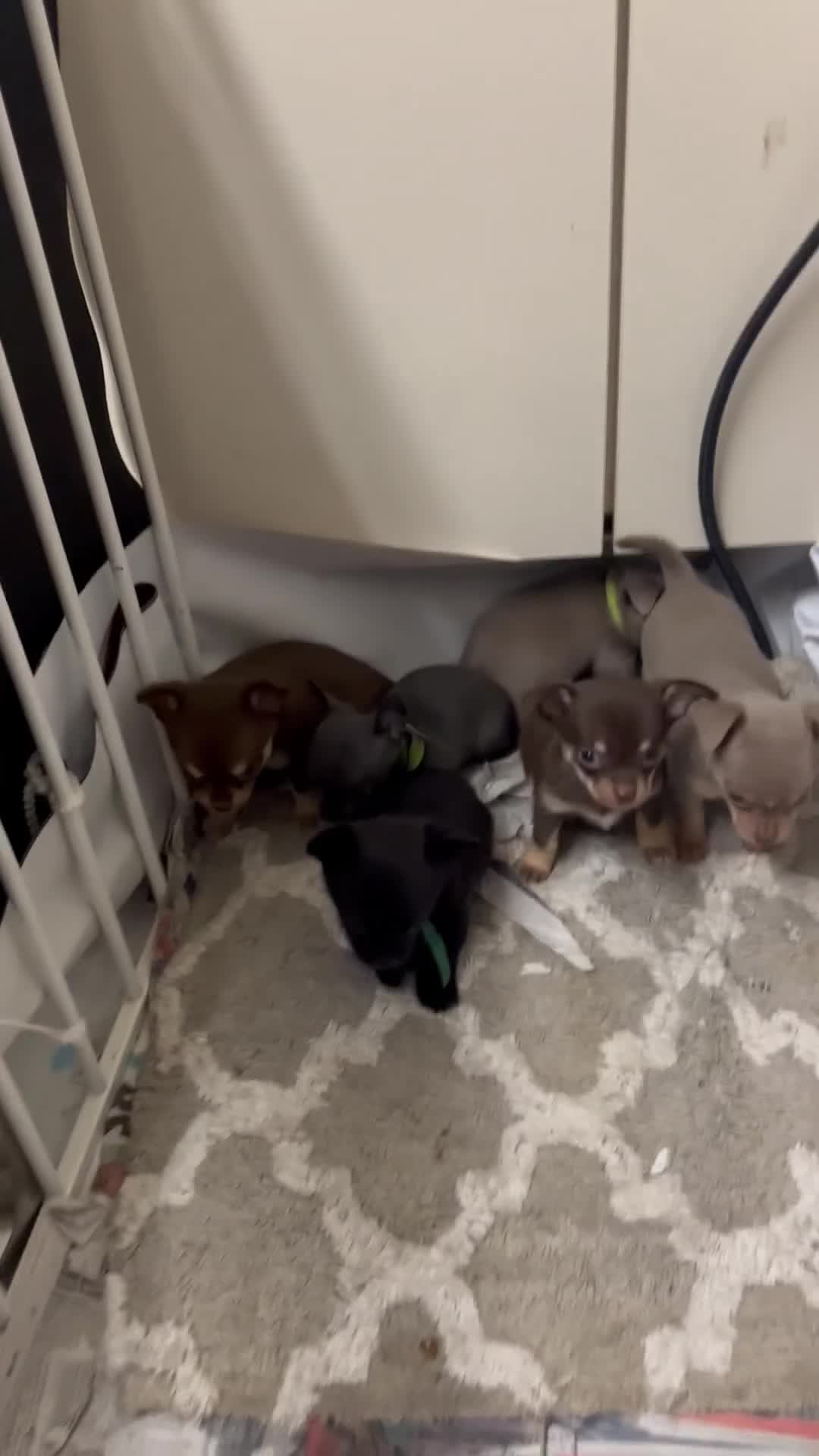 Chihuahua dogs for sale: Chihuahua teacups - Video 1