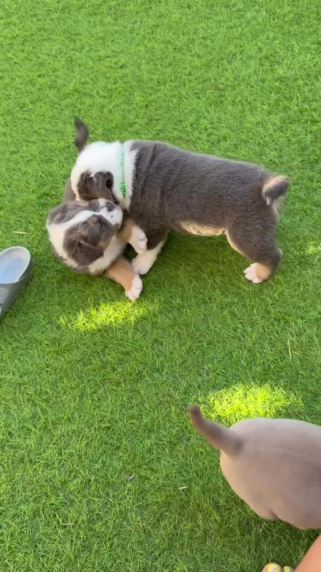 Olde English Bulldogge dogs for sale: Olde English Bulldogge, Mix Colours & Fluffy Gene - Video 1