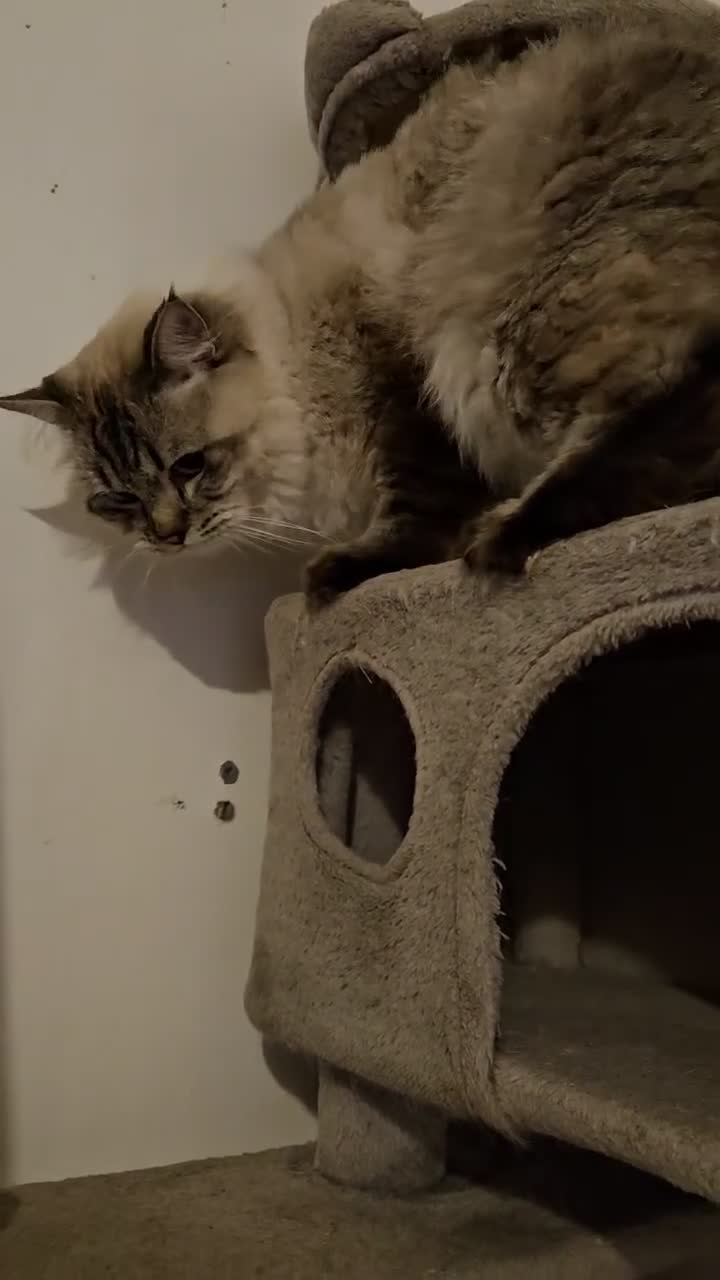 Ragdoll cats for stud: Maximus | Handsome Lynx Point Ragdoll Stud - Video 2