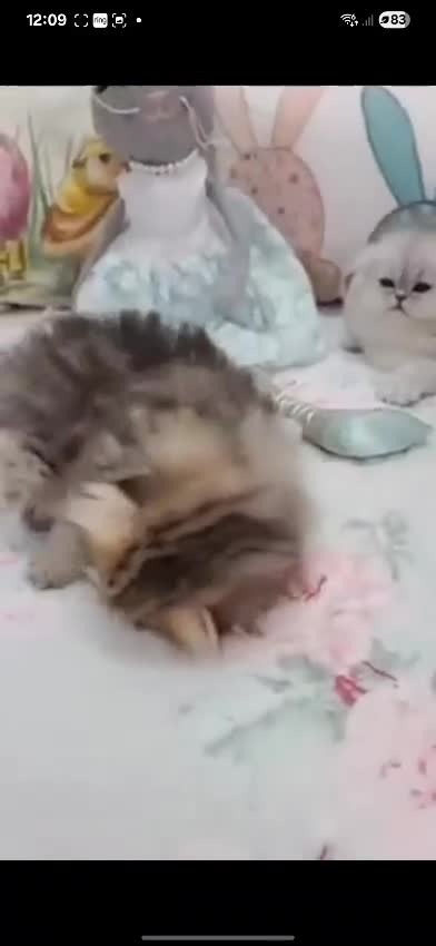 Persian cats for sale: Persian kittens  - Video 3