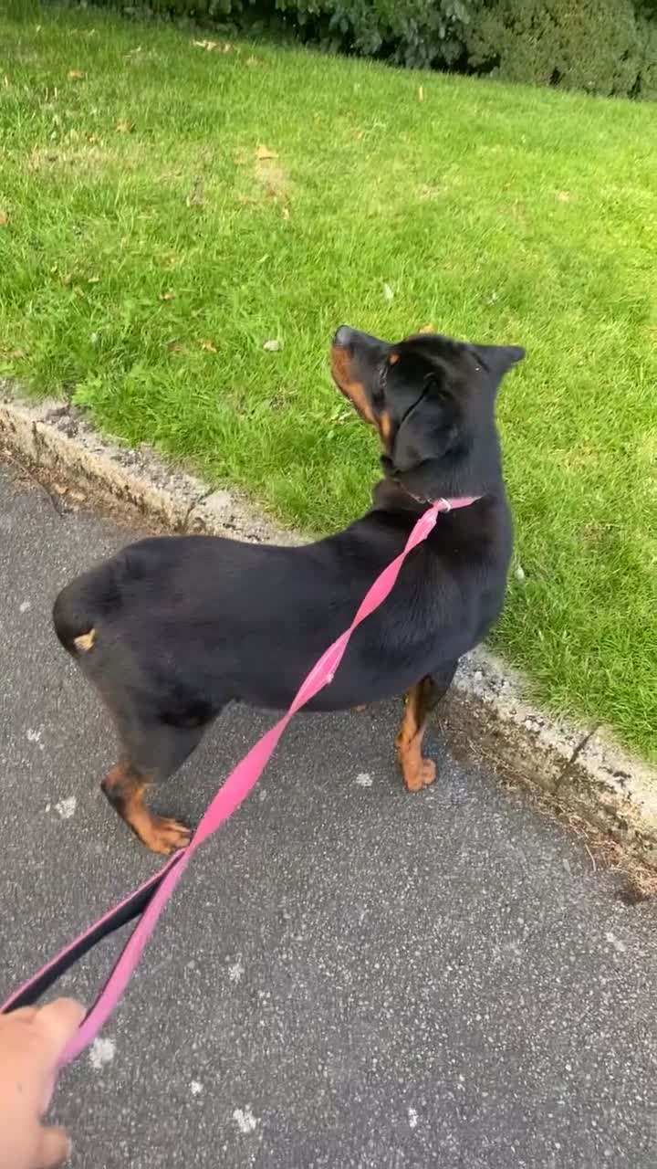 Rottweiler dogs for sale: Bella boo is looking for a home 🏠  - Video 1