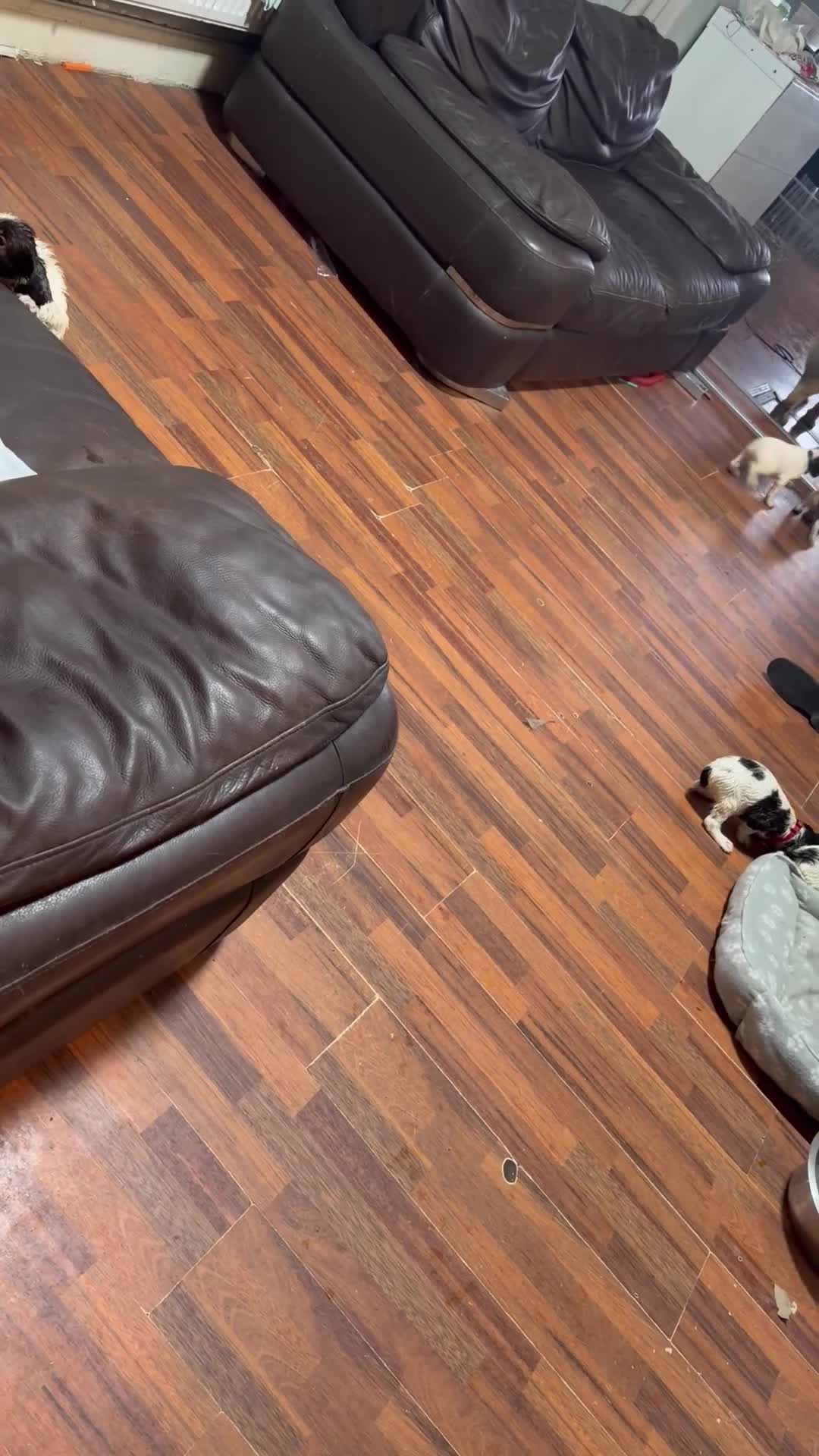 English Springer Spaniel dogs for sale: English springer spaniel working dogs in Accrington - Video 2