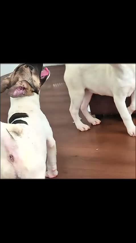 Mixed Breed dogs for sale: F1 American Bulldog x American Akita Puppies - Video 1