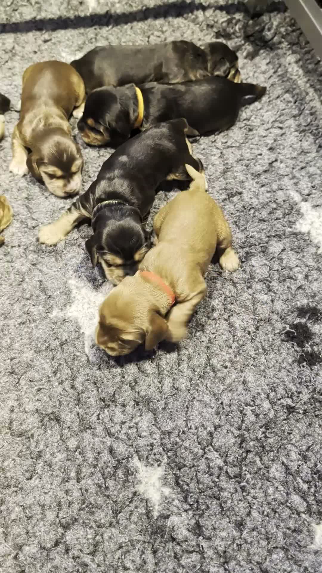Cocker Spaniel dogs for sale: Fully Health Tested Showline Cocker Spaniel Pups - Video 1