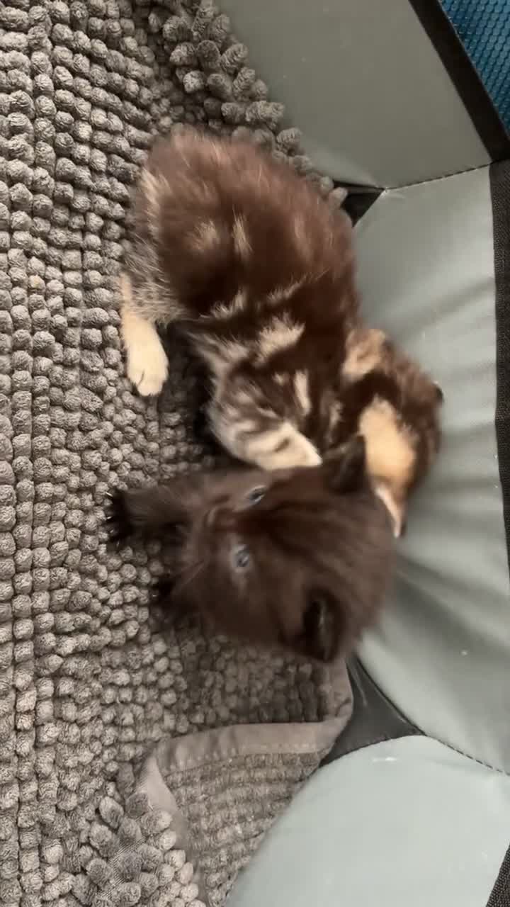 Mixed Breed cats for sale: Bengal x nebelung  - Video 2