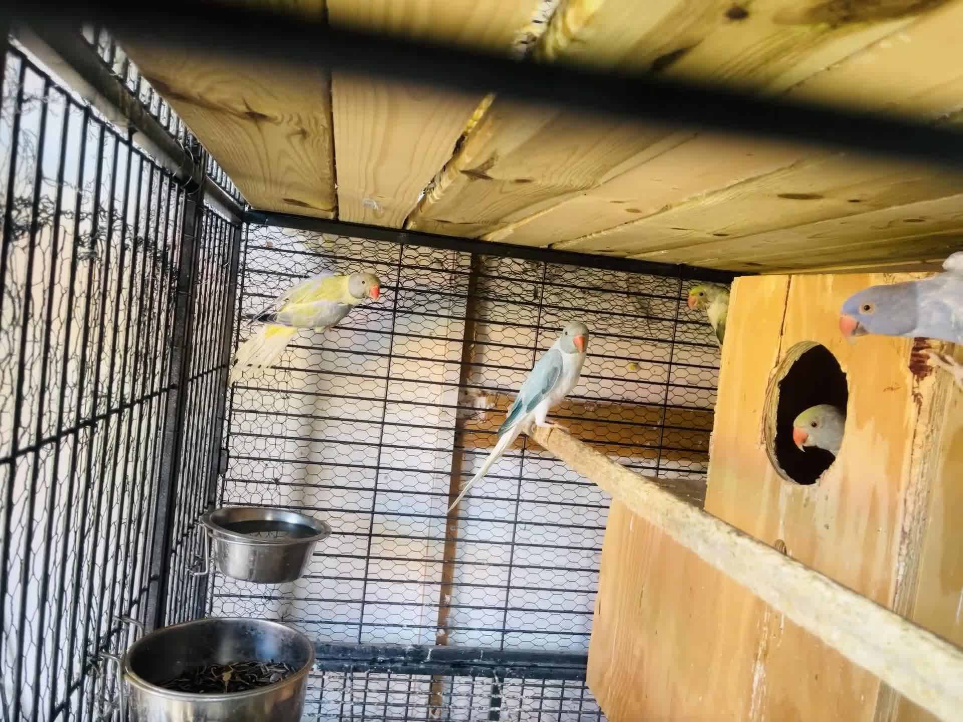 Parakeets birds for sale: Indian Ringneck parrot  - Video 5