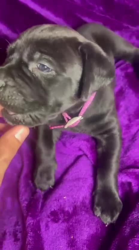 Mixed Breed dogs for sale: Cane Corso × Rottweiler/Bordeaux Puppies All Girls - Video 5