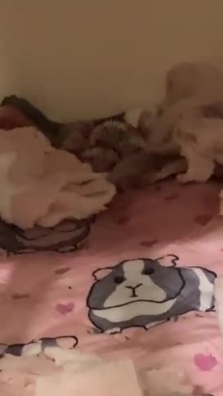 Pygmy Hedgehog rodents for sale: African Pygmy Hedgehog's  in Glasgow - Video 2