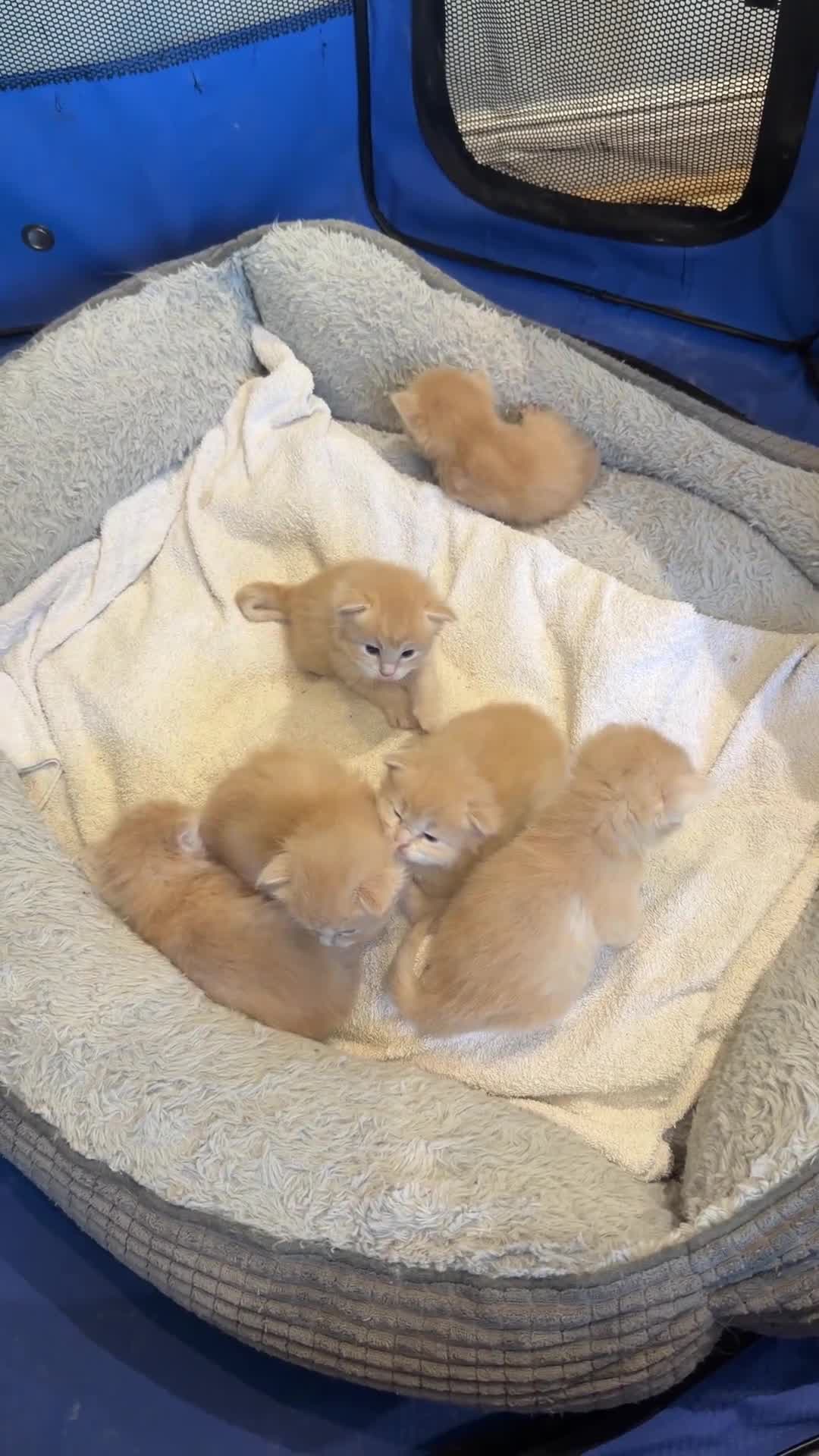 Maine Coon cats for sale: Unique Giant Fawn Main Coon X Ragdoll - Video 2
