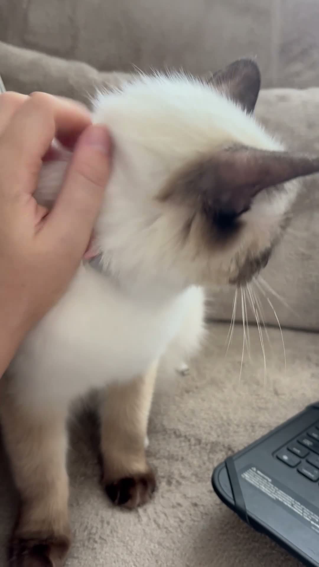 Ragdoll cats for sale: Female ragdoll  - Video 2