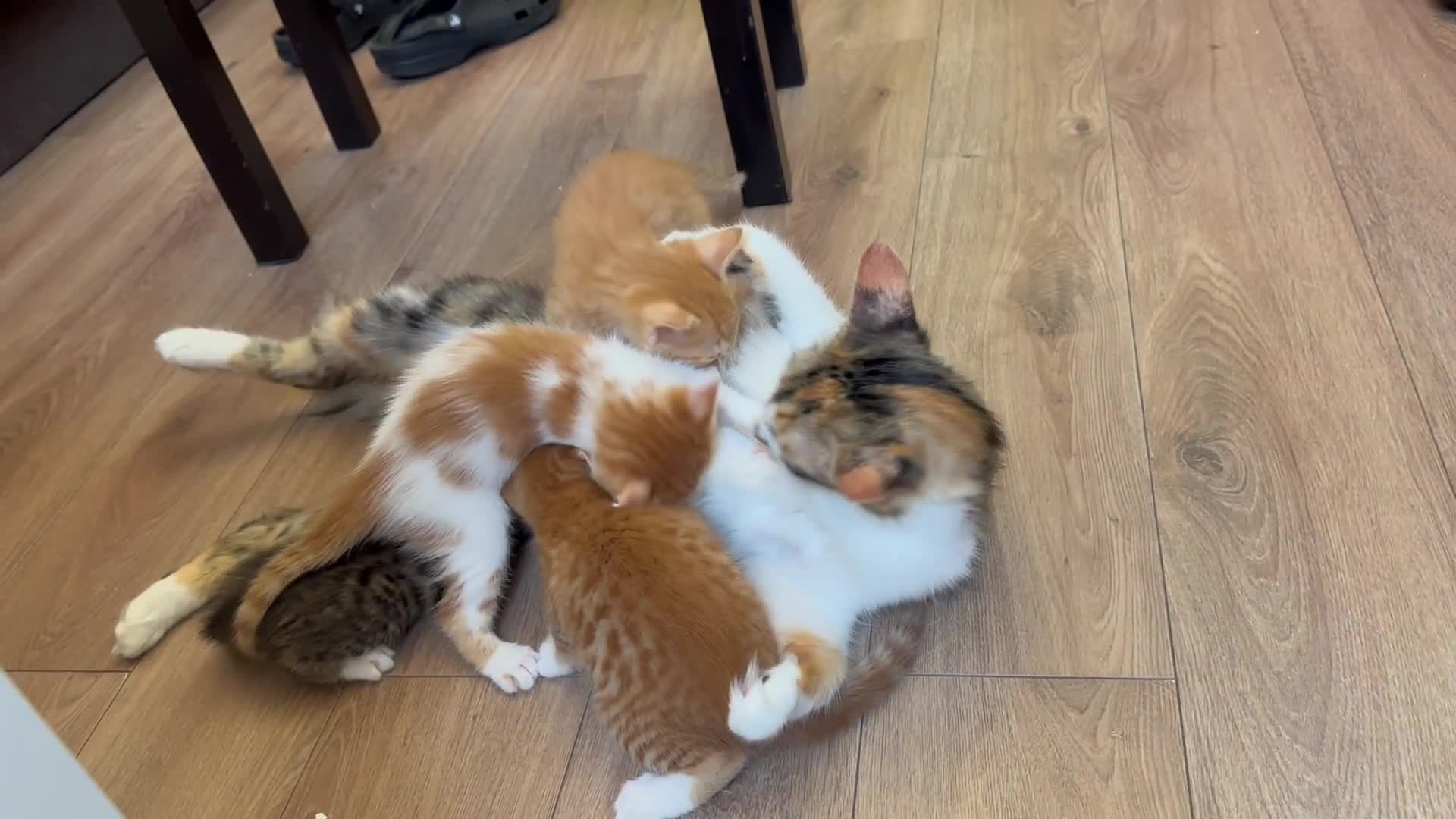 Mixed Breed cats for sale: Ginger Kittens from half Siamese mum - Video 2