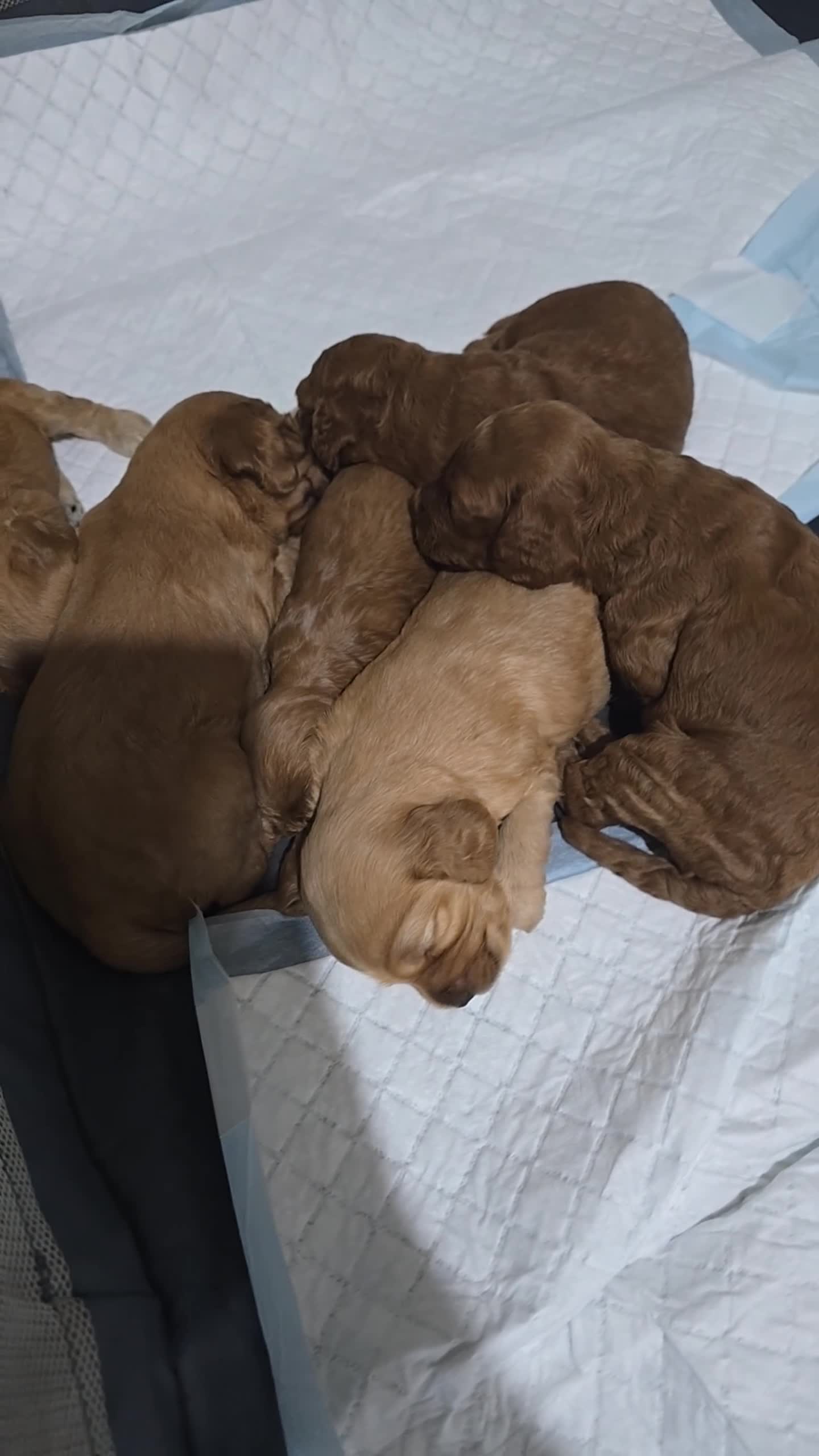 Cockapoo dogs for sale: Beautiful cockapoo puppies - Video 1