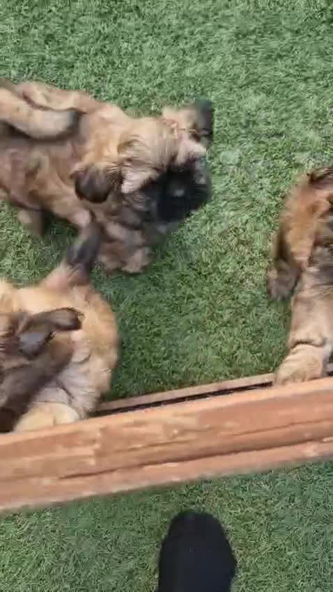 Shih Tzu dogs for sale: Imperial shitzus brown - Video 1