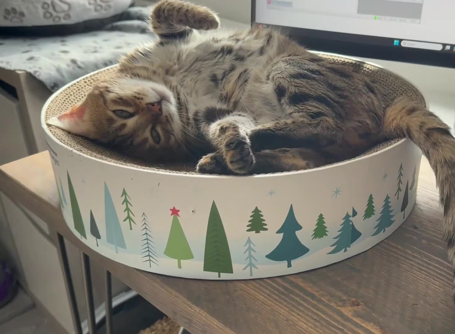 Bengal cats for sale: Pure Pedigree TICA Early Generation Bengal - Video 1