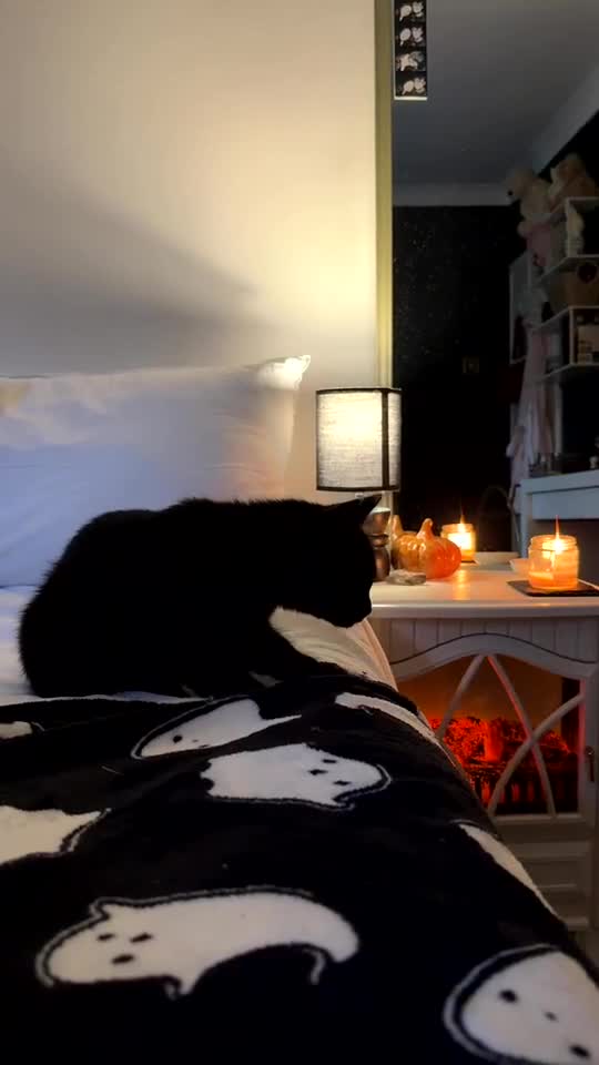 Mixed Breed cats for sale: Fluffy black kittens 🐈‍⬛  in Ferryhill - Video 1