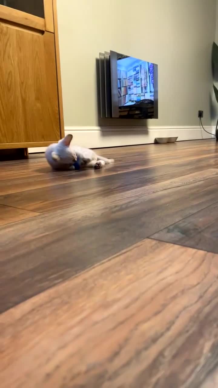 Bengal cats for sale: Snow lynx bengal male  - Video 1