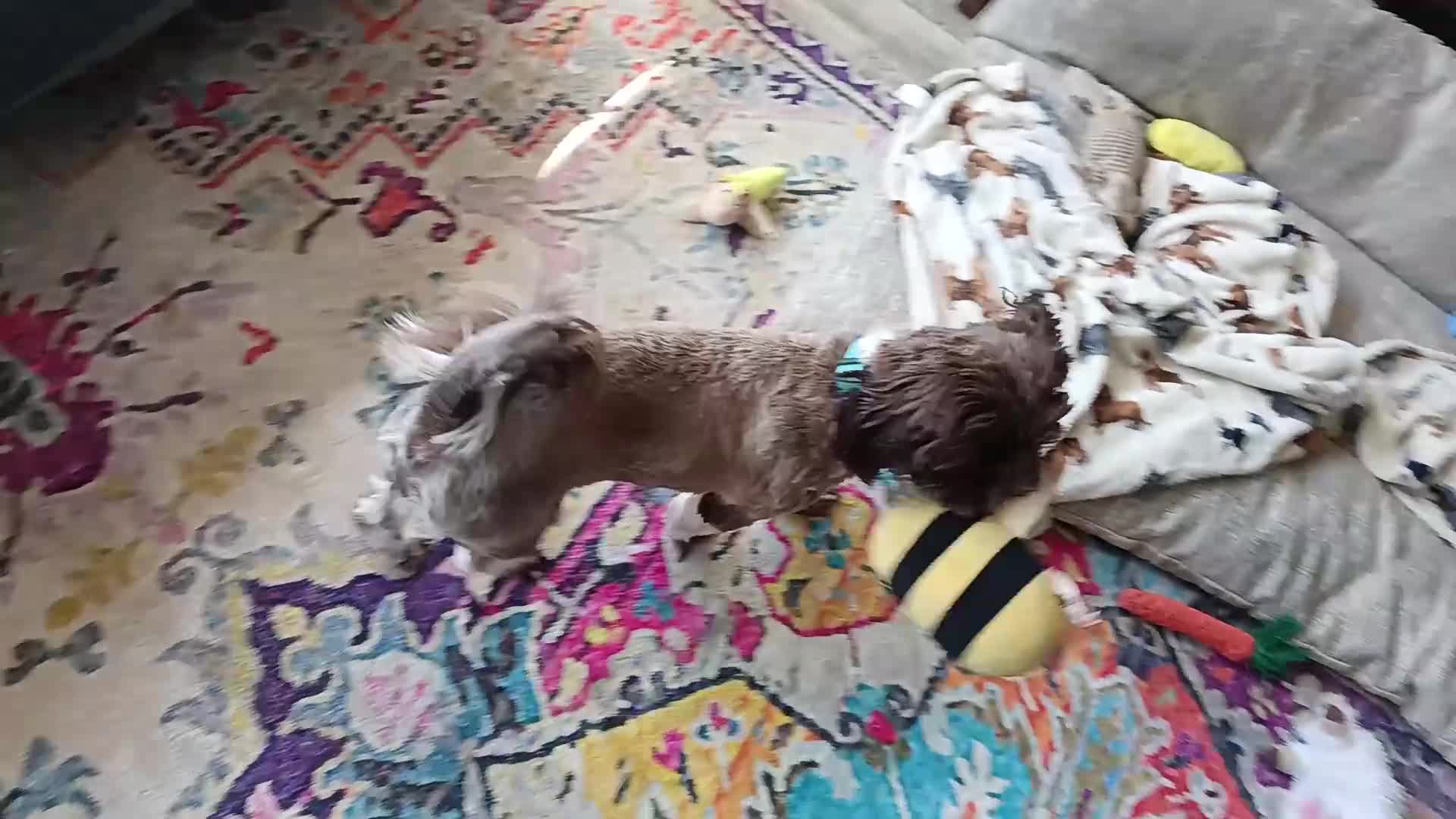 Shih Tzu dogs for sale: Beautiful Shih-tzu  - Video 2