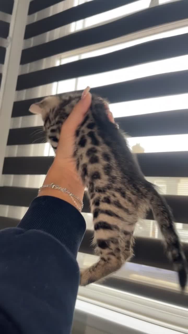 Mixed Breed cats for sale: Half bengal kittens - Video 4