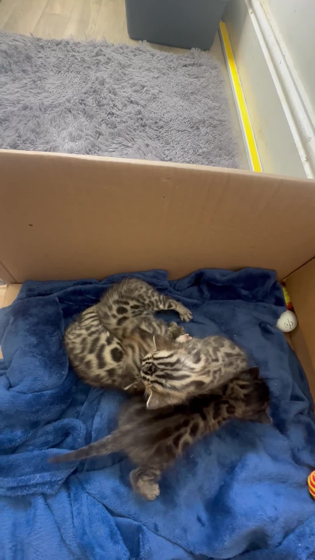 Bengal cats for sale: Silver Purebreed Bengals - Video 2