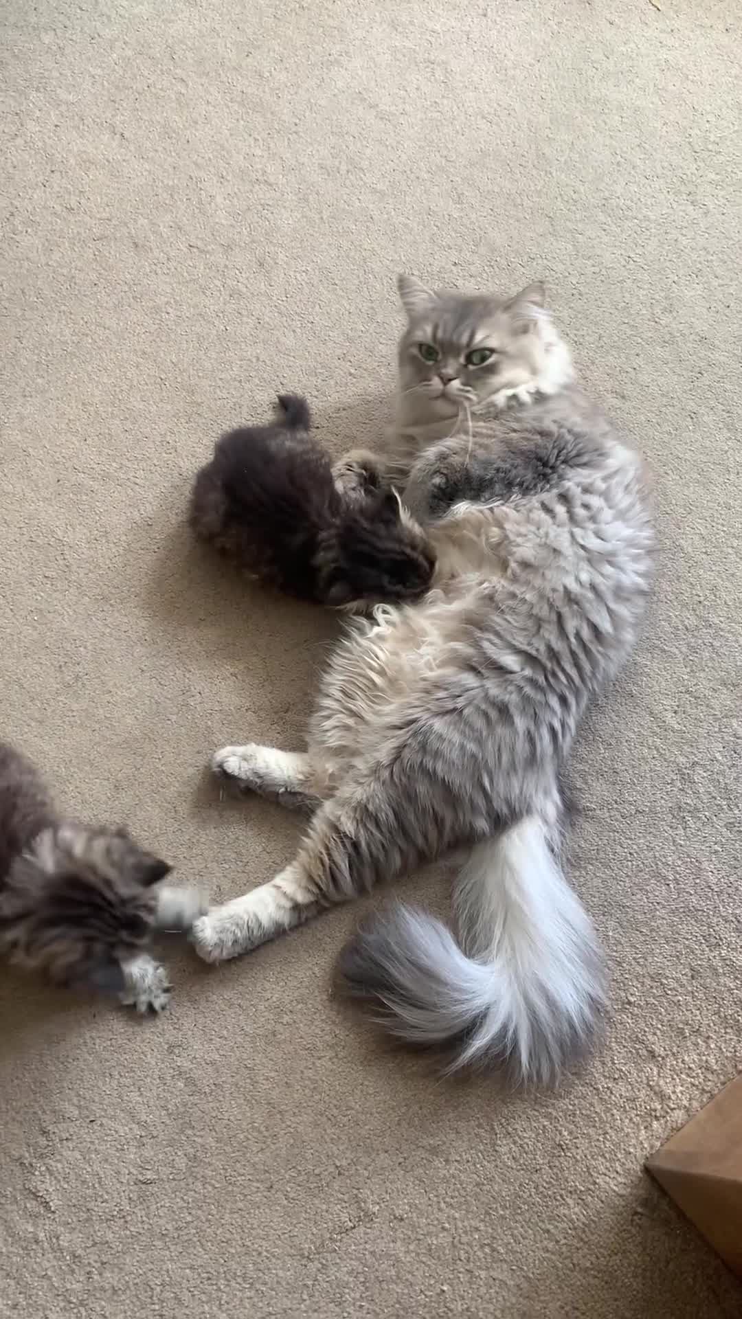 Persian cats for sale: 2 beautiful Persian kittens available from today  - Video 1