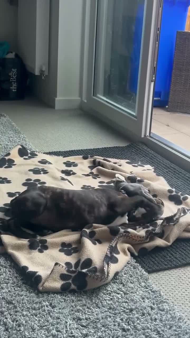 American Bulldog dogs for sale: American bull dog  in Burton-on-Trent - Video 1