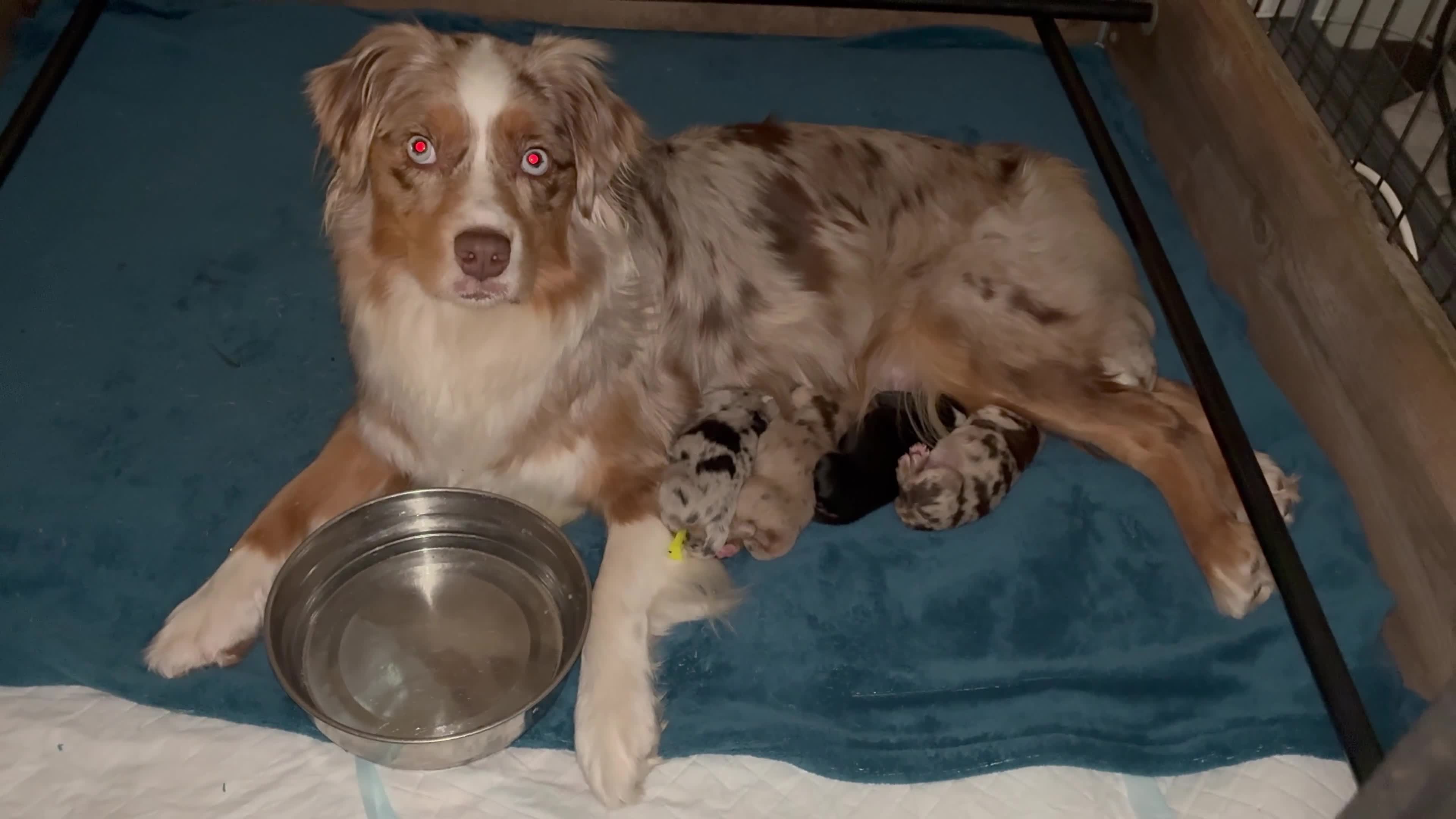 Miniature American Shepherd dogs for sale: ** 1 puppy left ** Mini American Shepherd Puppy - Video 5