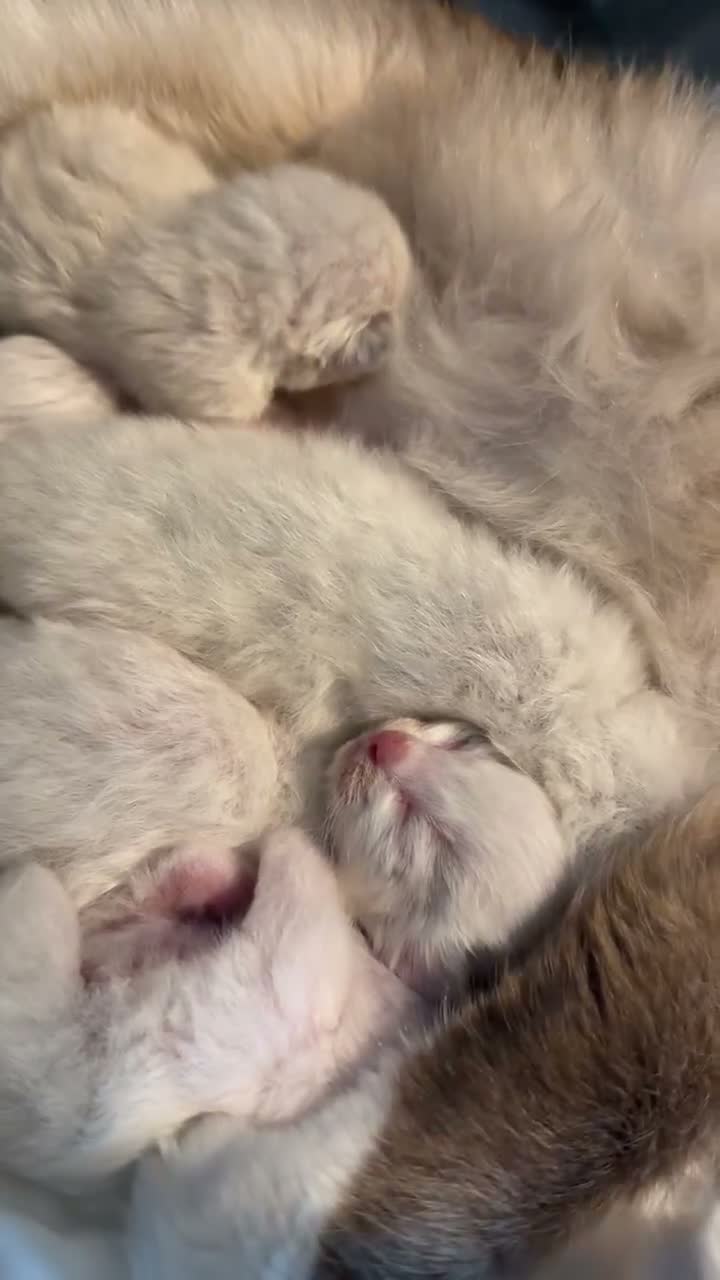 Ragdoll cats for sale: Beautiful pedigree ragdolls  - Video 2