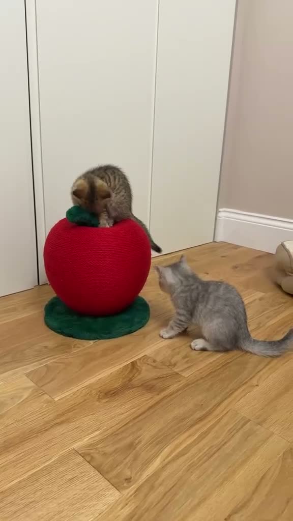 British Shorthair cats for sale: British shorthair chinchillas - Video 1