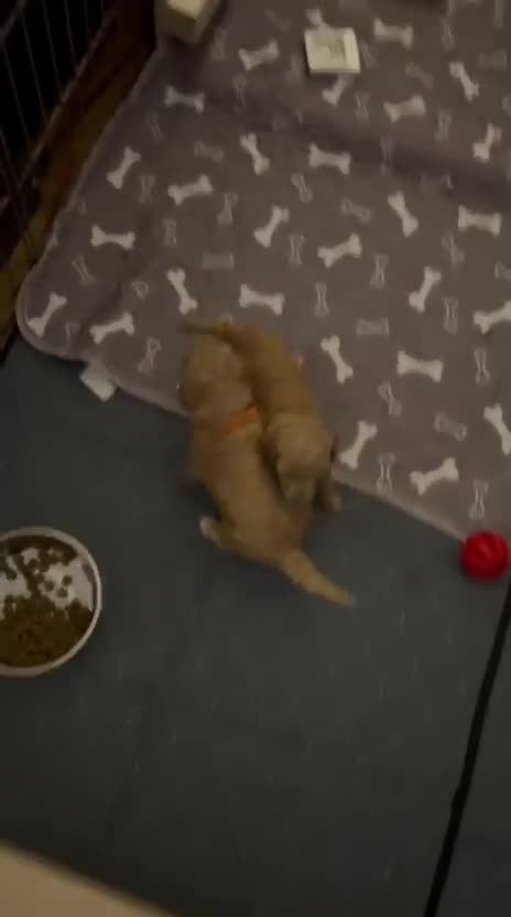 Toy Poodle dogs for sale: KC registered Toy Poodle puppies  - Video 2