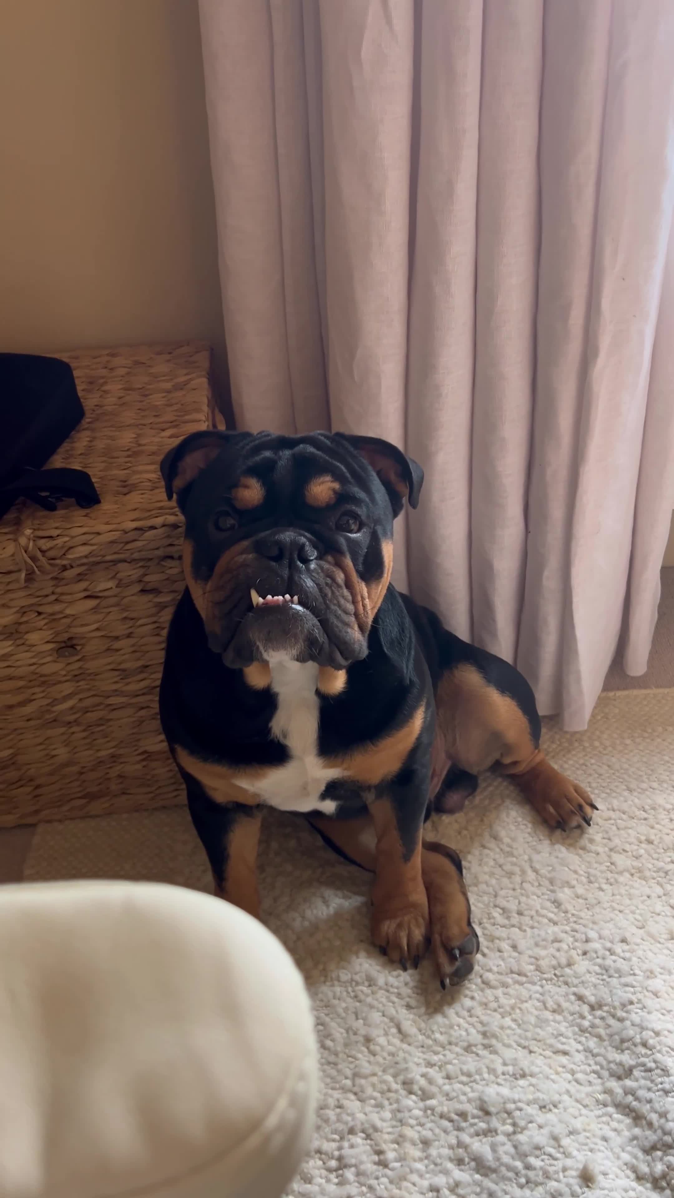 English Bulldog dogs for stud: Black & tan english Pedigree Stud dog in Knutsford - Video 1