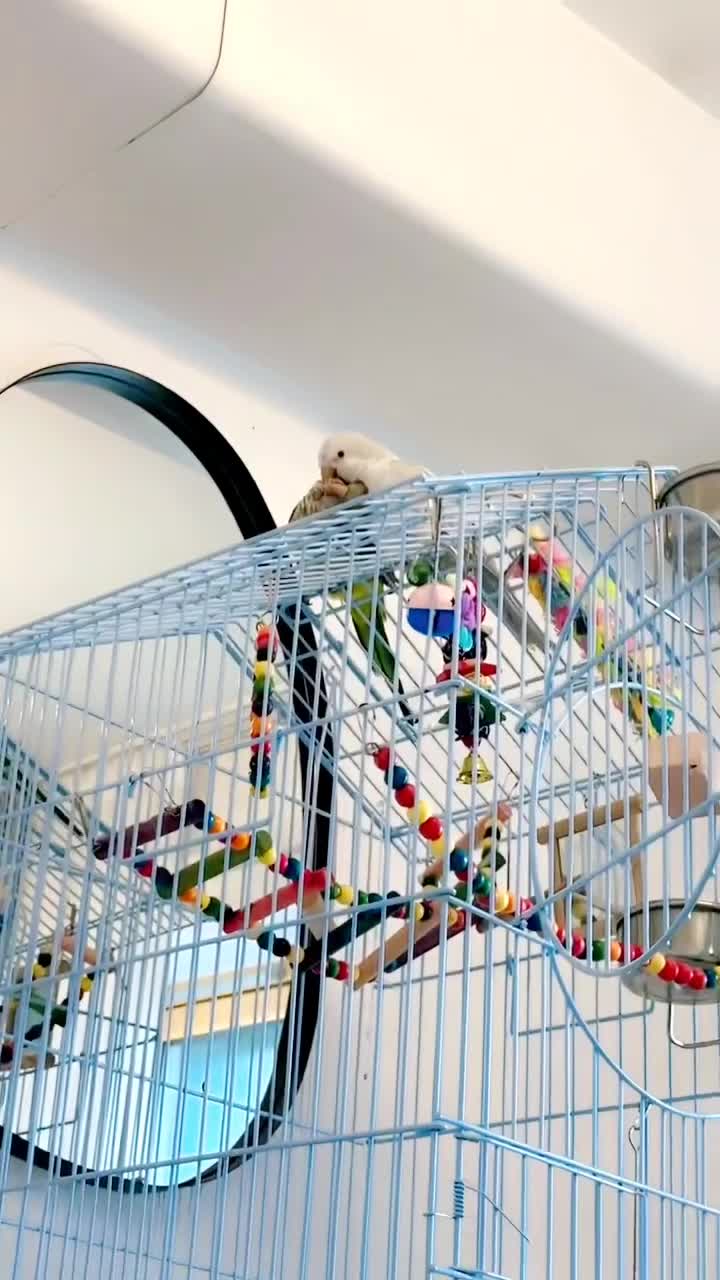 Parrots birds for sale: quaker  for sale in Smethwick - Video 2