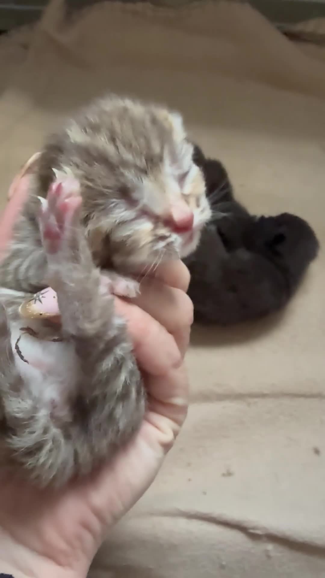 Norwegian Forest Cat cats for sale: 4 super loving fluffy kitties  - Video 1