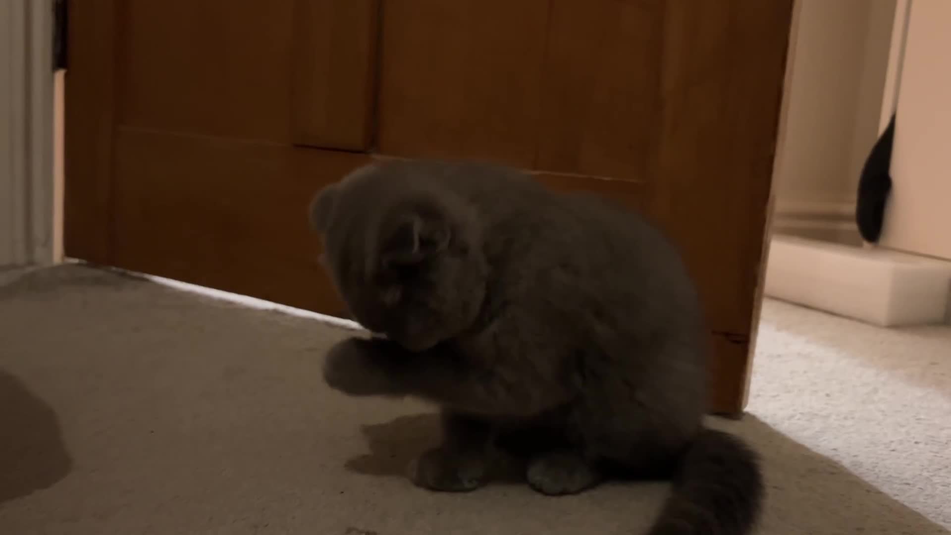 Scottish Fold cats for sale: Scottish Fold kitten  - Video 2