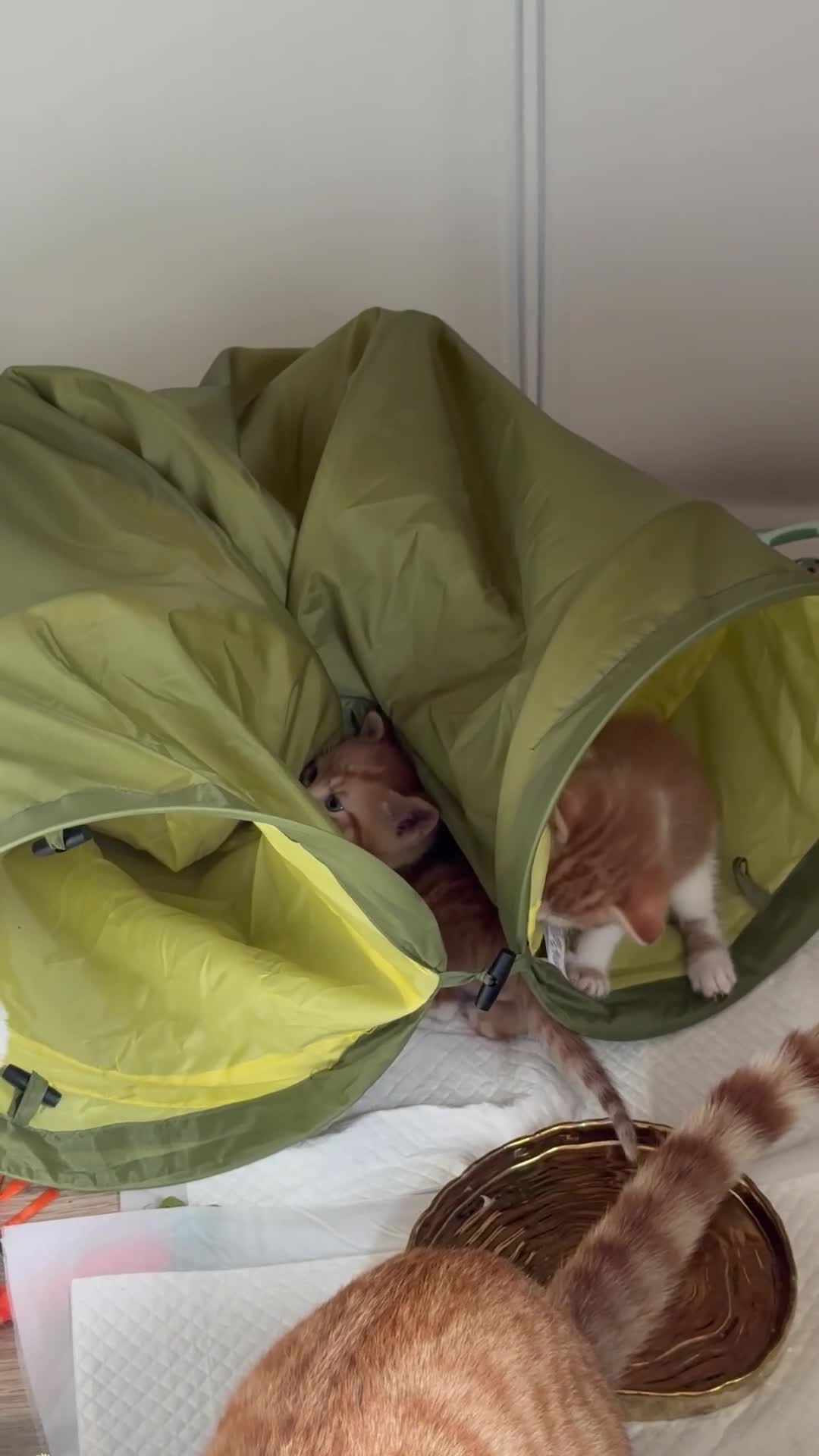 Mixed Breed cats for sale: 8-9weeks ginger kittens-boys300£ each girl350£ 🐱  - Video 3