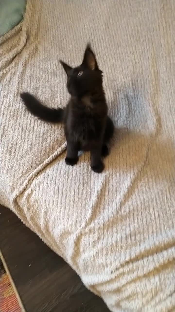 Maine Coon cats for sale: XL beautiful Maine coon gccf kittens for sale  - Video 1