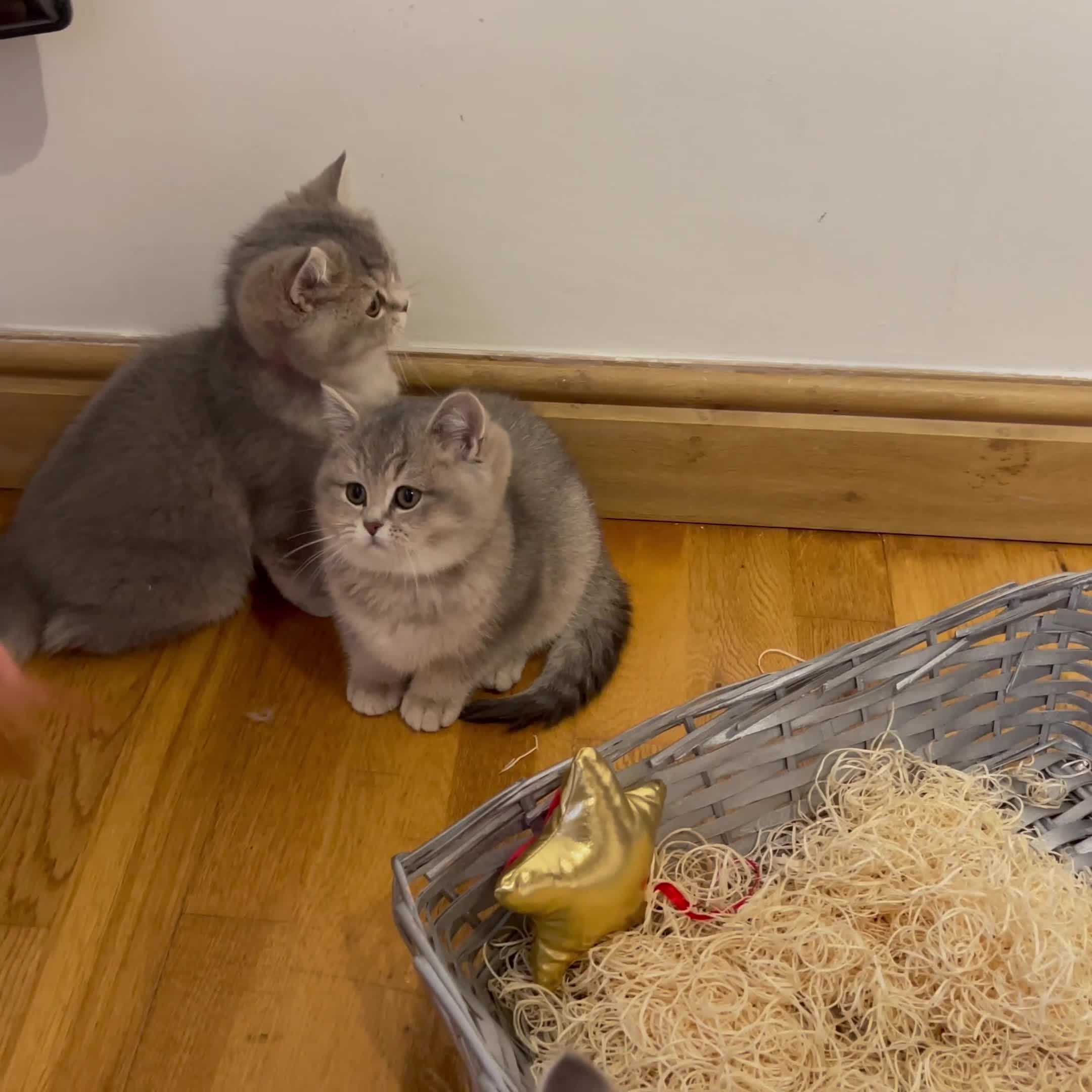 British Shorthair cats for sale: 3 GCCF British Shorthair Kittens– Champion Lines - Video 1