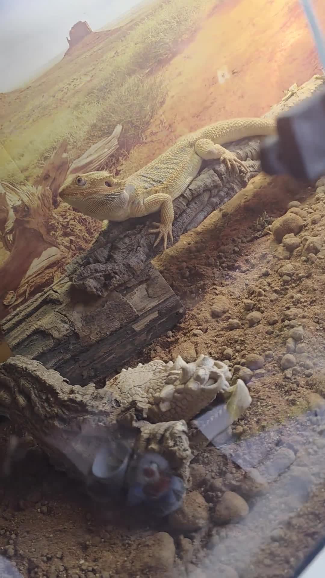 Dragon reptiles for sale: Beaded dragon  in Hull - Video 1