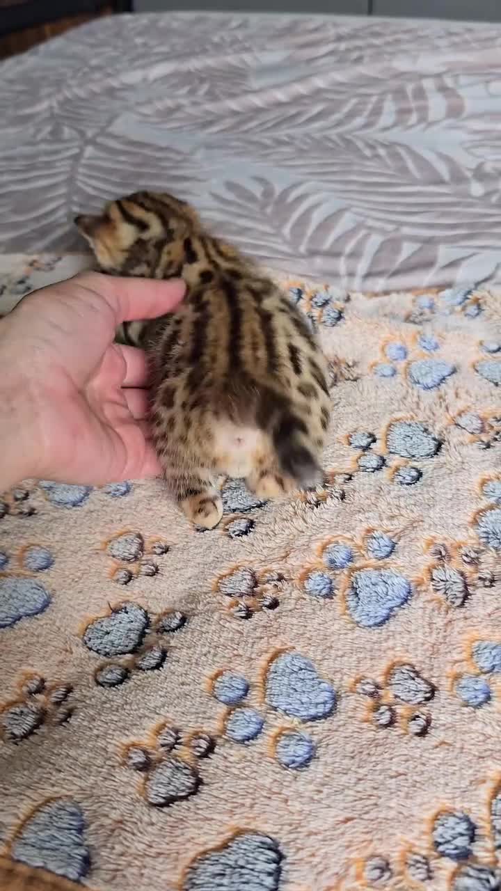 Bengal cats for sale: TICA Champion bengal kittens ready for reservation - Video 1