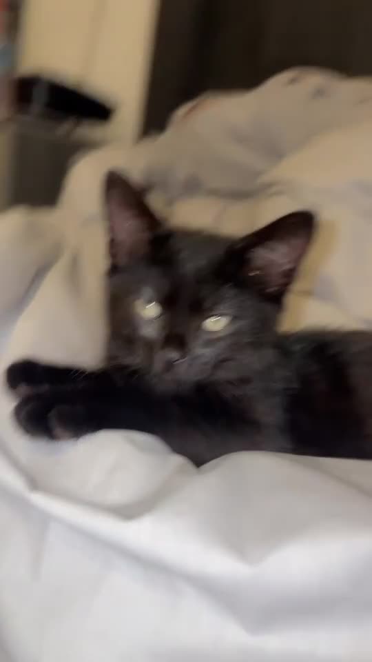 Mixed Breed cats for sale: Kitten for sale  - Video 4