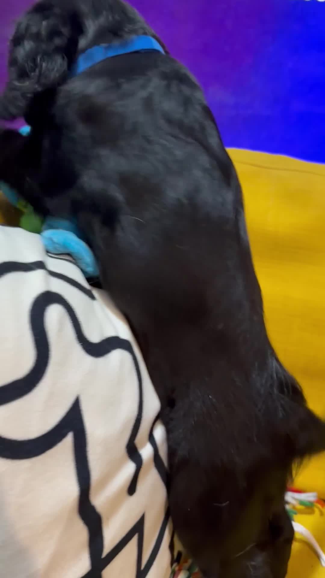 Cocker Spaniel dogs for sale: 7 Stunning Cocker Spaniel Puppies - Video 4