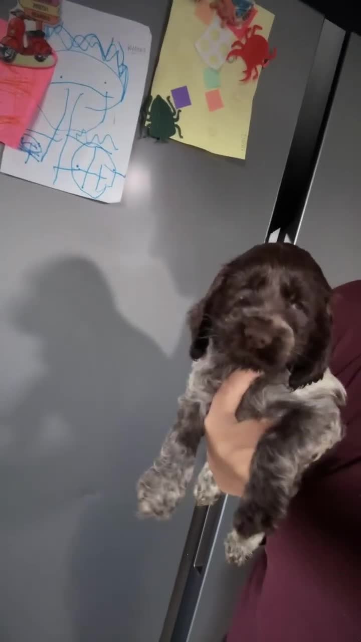 Cocker Spaniel dogs for sale: Show type cocker spaniel  - Video 4