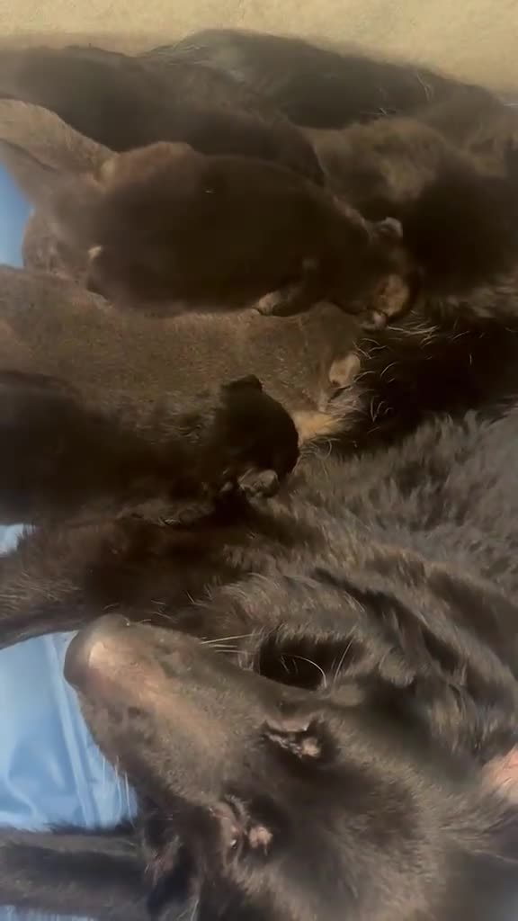 German Shepherd dogs for sale: Beautiful Black, Grey, Grey & Tan and Black & Tans in Richmond - Video 1