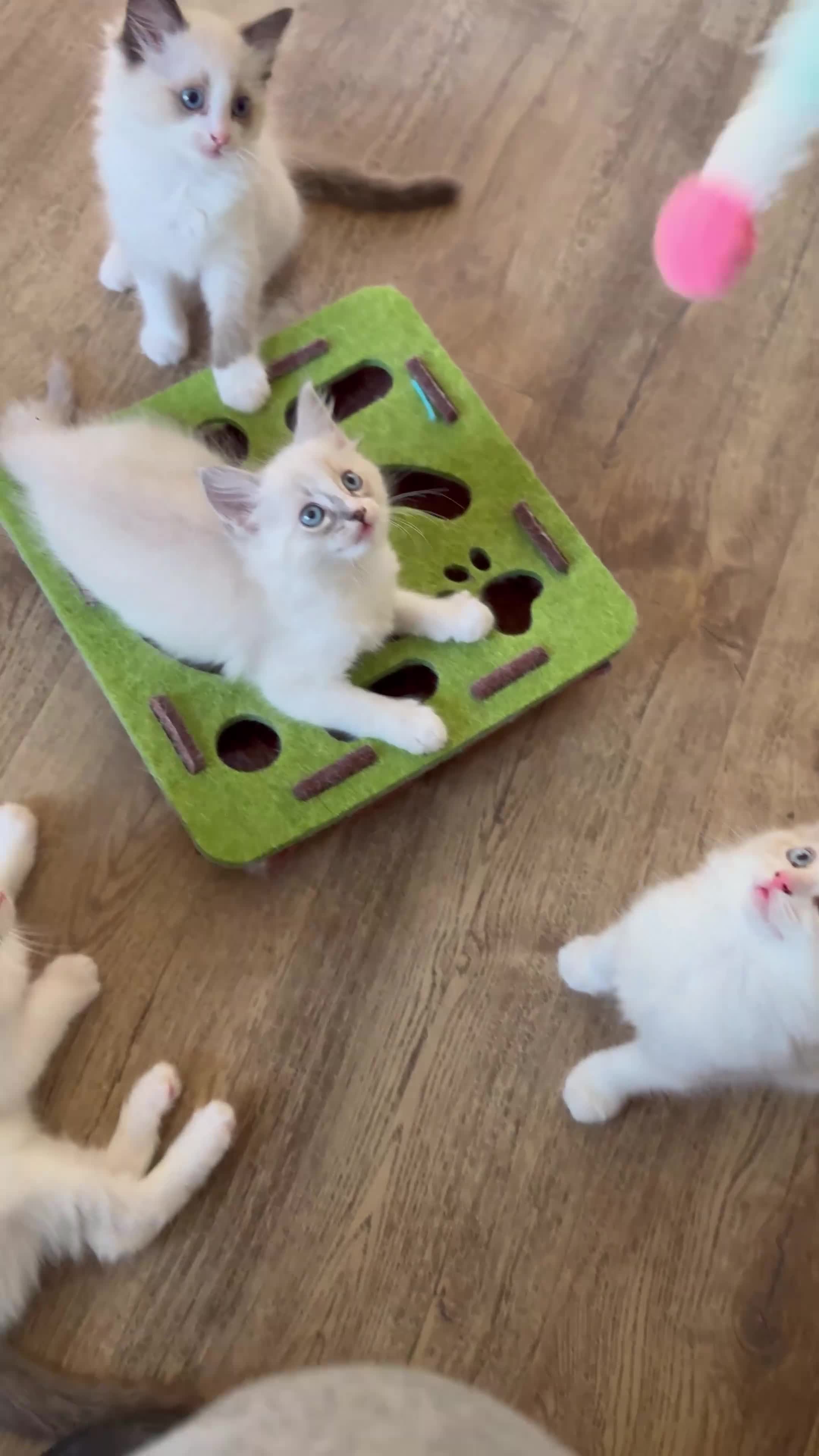 Ragdoll cats for sale: Stunning Ragdoll kittens - Video 2