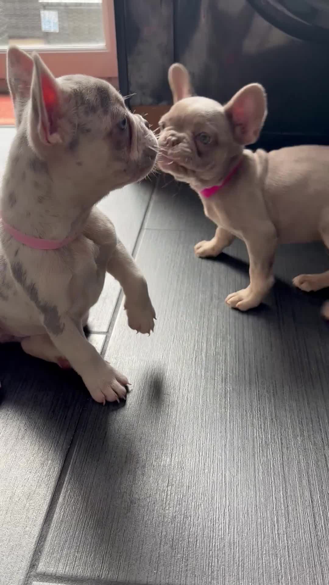 French Bulldog dogs for sale: French Bull Dog Puppies! - Video 1