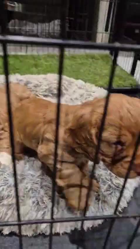 Cocker Spaniel dogs for sale: Working Cocker Spaniel  - Video 2