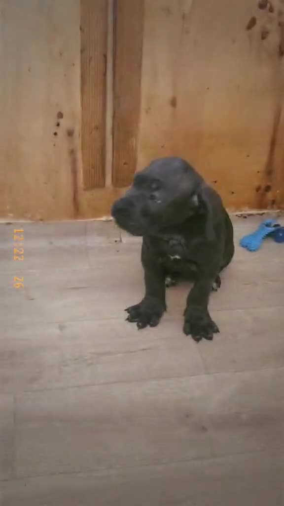 Cane Corso dogs for sale: Cane corso last 3 available ready to go now  - Video 1
